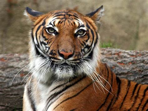 why is the indochinese tiger endangered